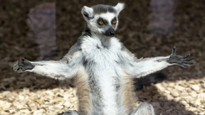 Mit ausgebreiteten Armen