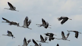 Artenvielfalt nimmt nicht überall ab