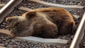 Bär bei Zusammenstoß mit Zug getötet