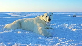 Golfstromsystem wird langsamer