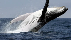 Walforschung per Drohne