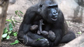 Gorilla-Weibchen Dian im Zoo eingeschläfert