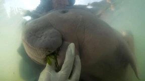 Baby-Seekuh „Mariam“ ist tot