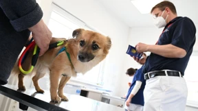 Nicht nur die Ausbildung von Tierärzten leidet unter dem Sparzwang