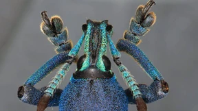 Das Farbenspiel des Rüsselkäfers