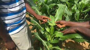 Riesige Raupenplage bedroht Afrika