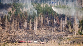 Der Umbau des Waldes wird Milliarden Euro kosten