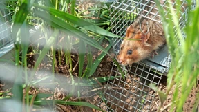 Große Hamsterfreiheit mit Elektrozaun