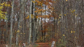 Offenbar Fall von Kannibalismus