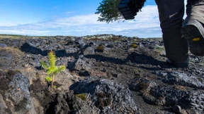 Island soll wieder Wälder bekommen
