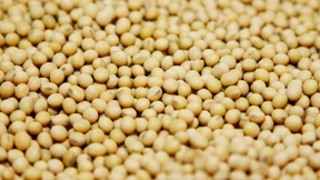 EuGH entscheidet über Zulassung von Gen-Soja in Lebensmitteln