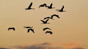 Riskante Langstreckenflüge