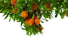 Wer rettet die Orange?