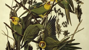 Todesursache? Der Mensch!