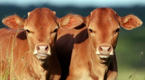 Klontiere in der Massenproduktion