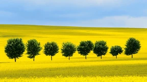 Das Dilemma mit der Gentechnik