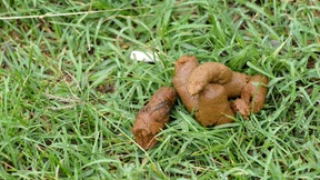 Gemeinde prüft Gen-Datenbank für Hunde