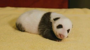 Panda-Baby in Washington gedeiht prächtig