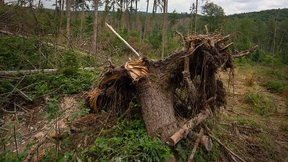 „Eine Katastrophe für Waldbesitzer“
