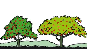 Das eingepflanzte Auge wird ein Baum  