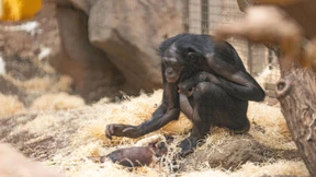 Totes Bonobo-Baby wird nicht obduziert