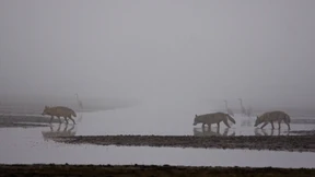 Kein Märchen vom Wolf