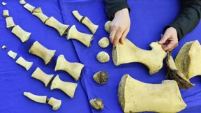 Pottwal wechselt die Wanne