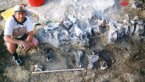 Forscher melden weltweit größten Dinosaurierfuß