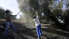 Die Oliven werden knapp