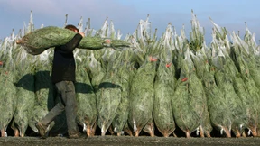 Weihnachtsbäume kosten dieses Jahr rund 30 Euro