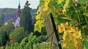 Zwischen Himmel, Reben und Rhein