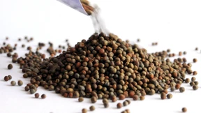 EuGH erlaubt den Handel mit alten Saatgutsorten