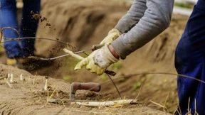 Alle wollen Spargel stechen…