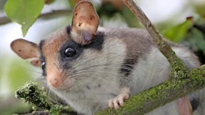 Genanalysen helfen beim Schutz des Gartenschläfers