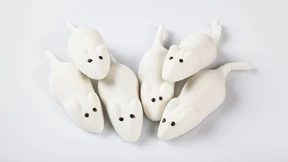 Süße Mäuse sind gefährlich