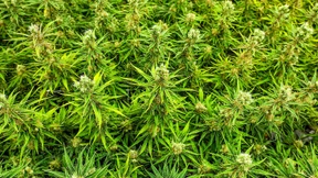 Börse beendet Handel mit Cannabis-Aktien