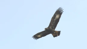 Erster wilder Steinadler in der Wetterau seit mehr als 80 Jahren