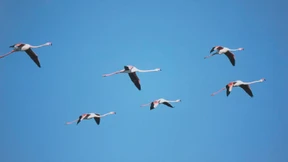 Migrationshintergrund in Rosa