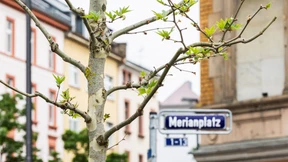 Neues Grün für Merianplatz