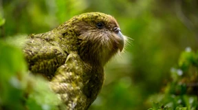 Neuseelands pummelige Papageien sind zurück auf dem Festland