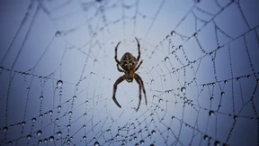 Den Anfang machte „Spider“