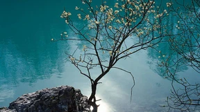 Das Leben ist eine Pralinenschachtel 