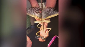 Neue Stabinsekten-Art in Australien entdeckt