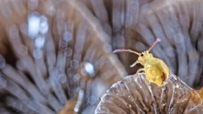 „Wir untersuchen auch Dachrinnen“