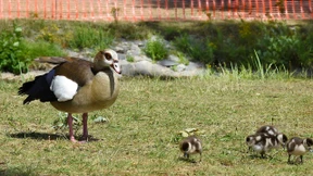 Darmstadt erlegt 19 Nilgänse
