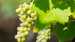 Viele Winzer üben sich in Geduld