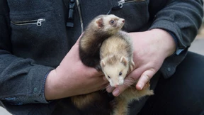 Frettieren für die gute Sache