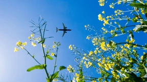 Gesellschaft der Scham