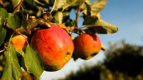 Die Deutschen stürmen die Gartencenter
