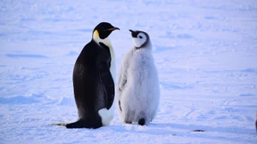 Tauwetter im tiefen Süden